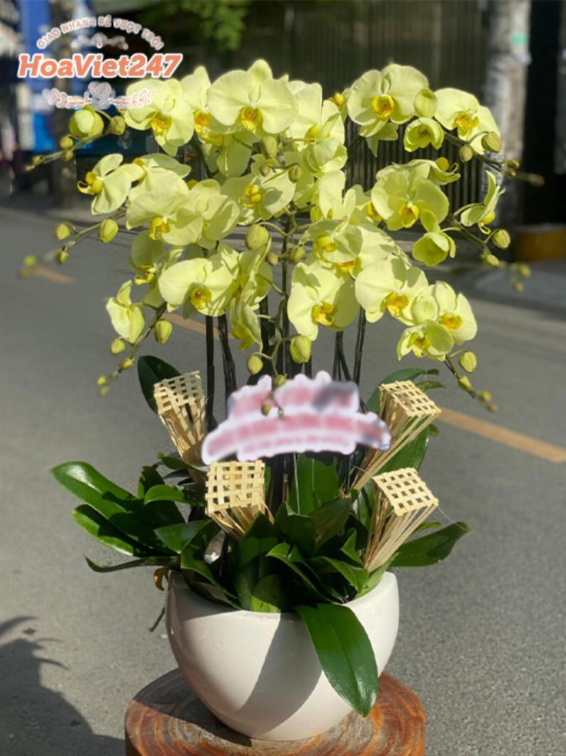 Chau lan ho diep trang trong trang tri noi that tai shop hoa tuoi Ha Noi, bieu tuong sung tuc