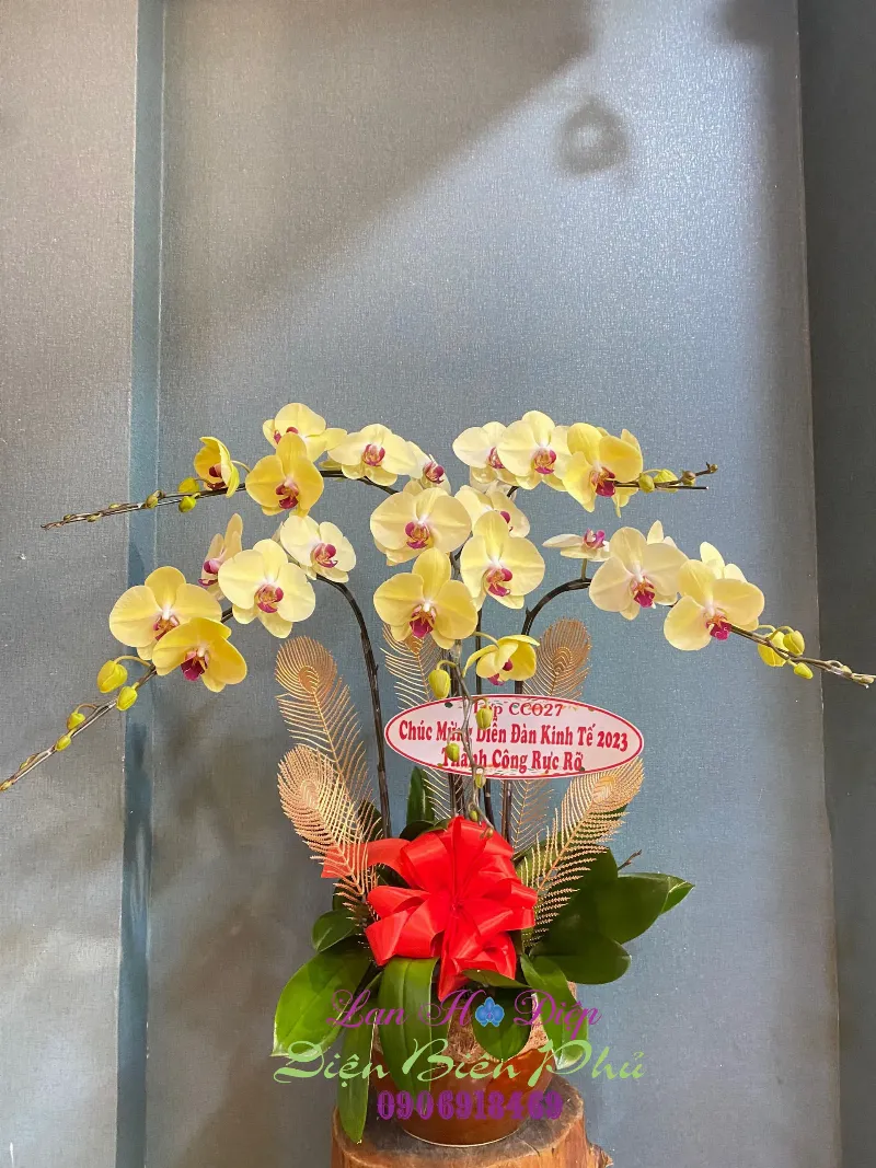 Chậu lan hồ điệp được trang trí đẹp mắt với chậu sứ và phụ kiện tại Lela Flower