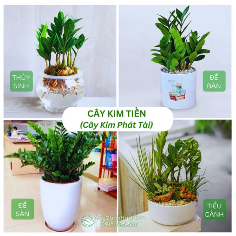 Hướng dẫn chọn mua cây cảnh văn phòng tại Hà Nội khỏe mạnh, phù hợp