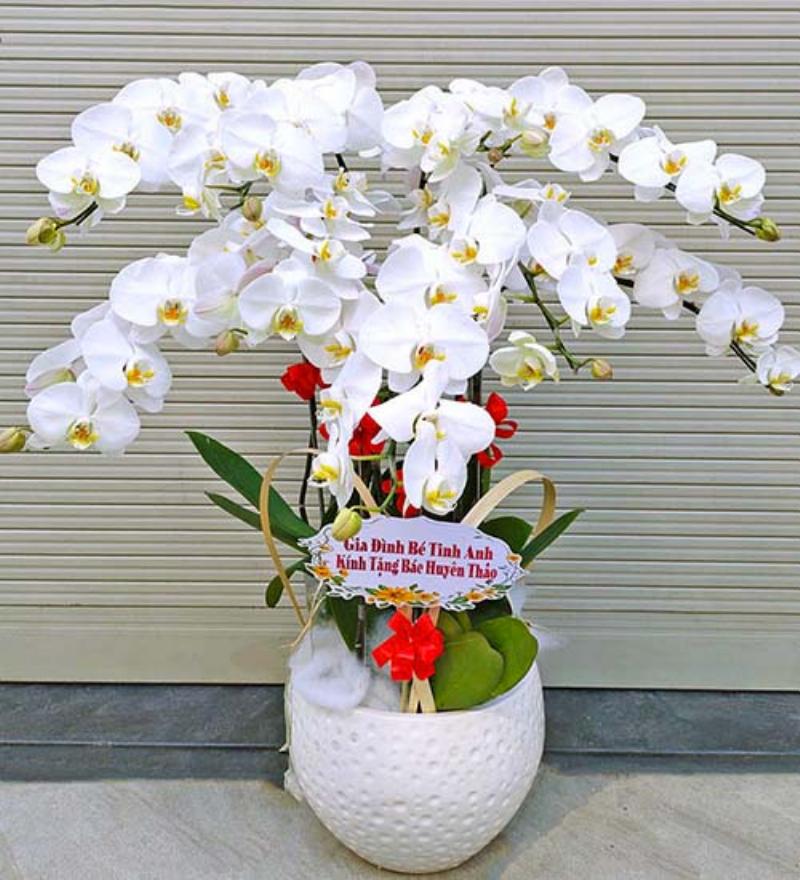 Cách chọn mua chậu lan hồ điệp chất lượng tốt tại shop hoa