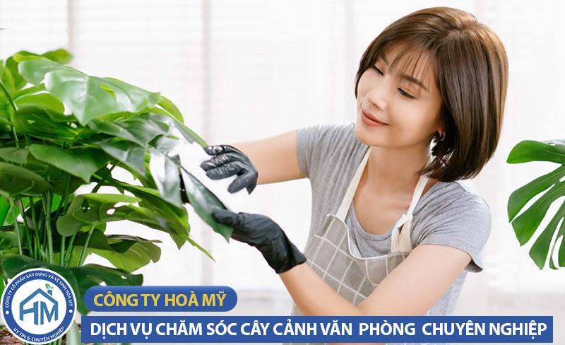 Chia sẻ kinh nghiệm chăm sóc cây cảnh văn phòng tại Hà Nội hiệu quả