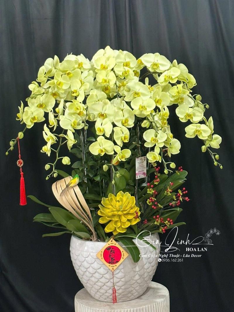 Chọn lựa lan hồ điệp chất lượng cao từ shop hoa lan hồ điệp uy tín, đảm bảo sức khỏe rễ, lá và nụ hoa.