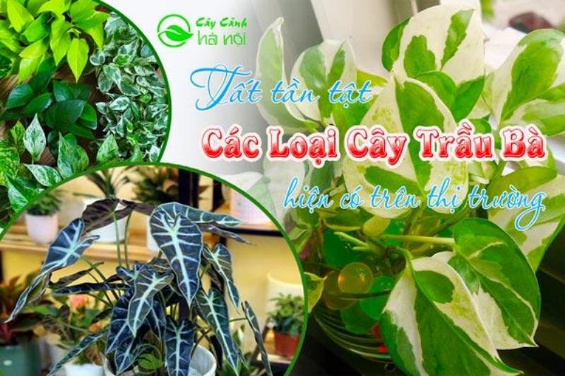 Sap cay canh trung bay cay trau ba cam thach