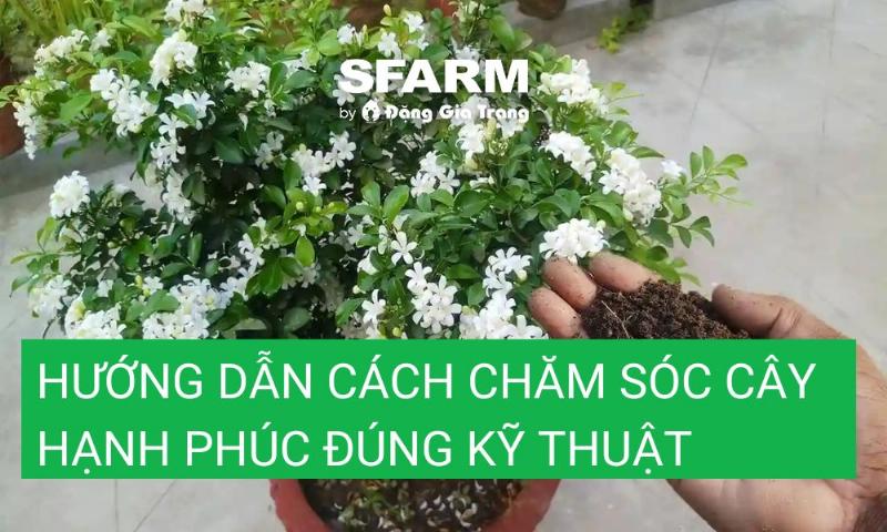 Các loại phân bón giúp cây hạnh phúc dễ ra hoa và phát triển tốt