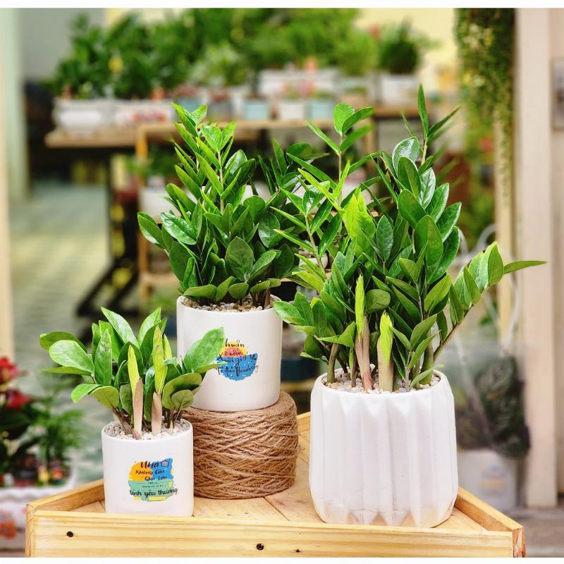 Hình ảnh một chậu cây để bàn được bọc giấy quà tặng