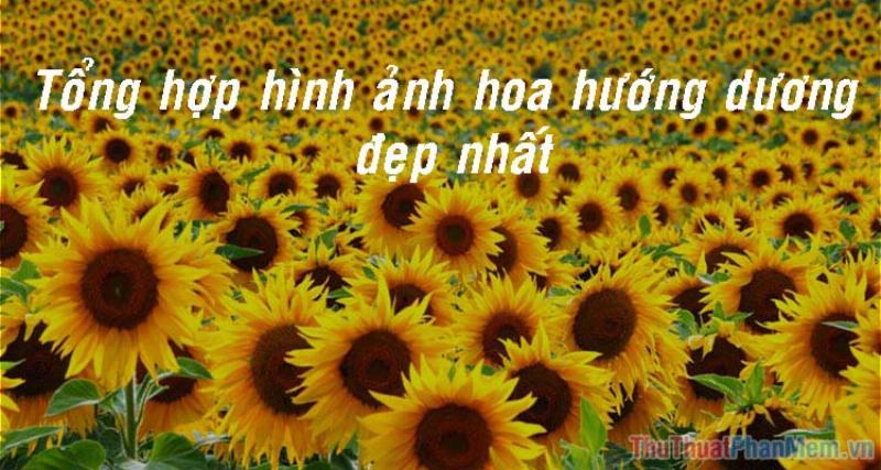 Hình ảnh cánh đồng hoa hướng dương vàng rực rỡ, biểu tượng của niềm tin, hy vọng và sự lạc quan