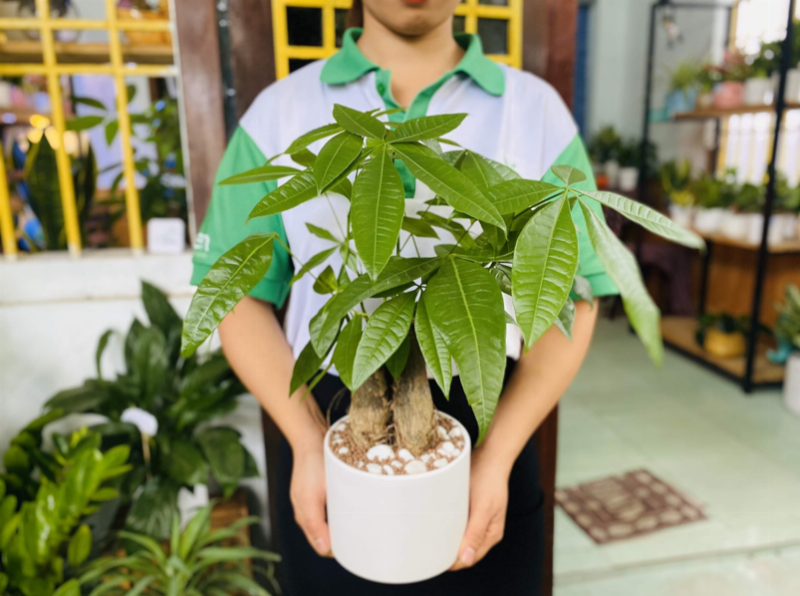 Cây hạnh phúc trong nhà mang lại năng lượng tích cực và tài lộc