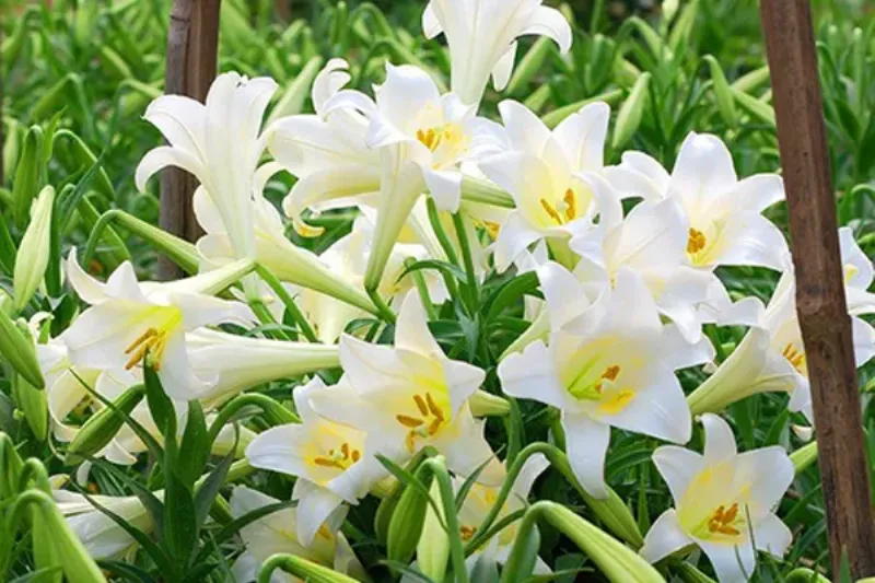 Ý nghĩa hoa loa kèn trắng đơn, biểu tượng của sự tinh khiết không tì vết