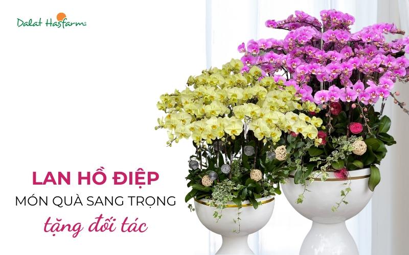 Ý nghĩa của chậu lan hồ điệp khi được chọn làm quà tặng