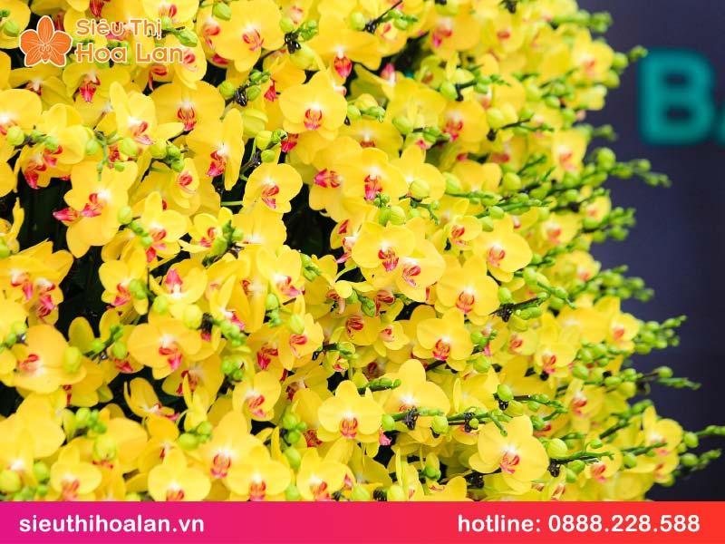 Hoa lan vàng và phong thủy