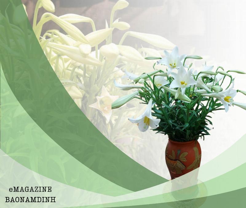 Trồng hoa tháng tư trong vườn