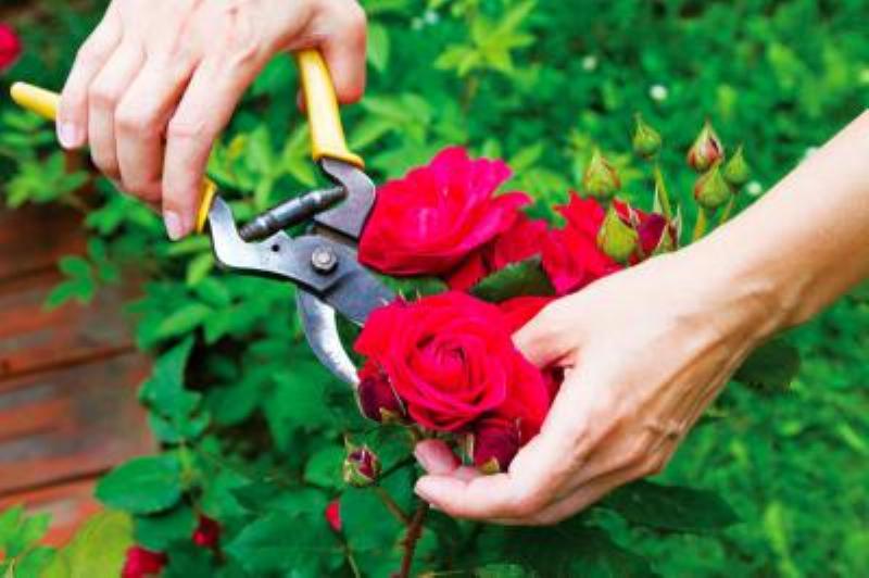 Kỹ thuật trồng và chăm sóc cây hoa hồng nhung