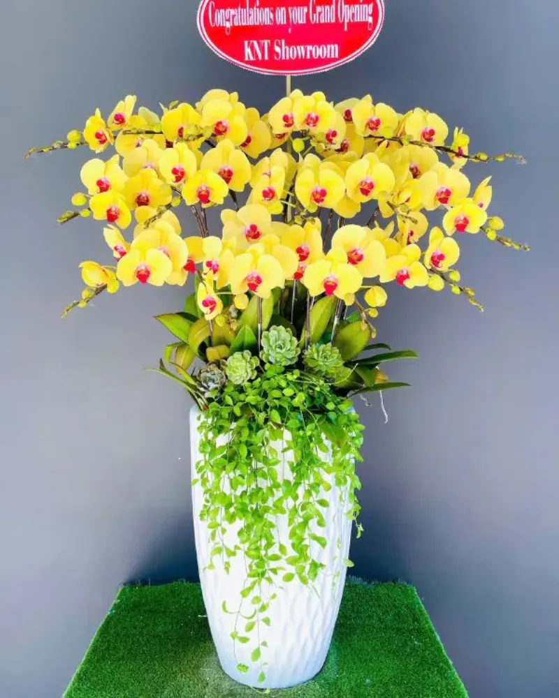 Lẵng hoa lan hồ điệp sang trọng