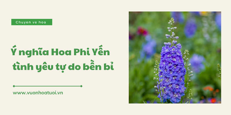 Ý nghĩa hoa phi yến trong ngôn ngữ hoa