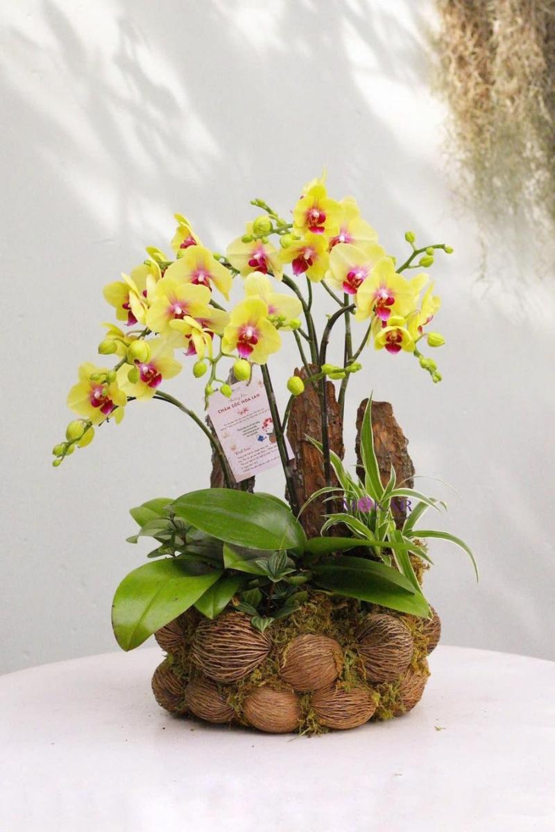 Hình ảnh minh họa vị trí đặt chậu lan hồ điệp trong nhà để nhận ánh sáng gián tiếp phù hợp