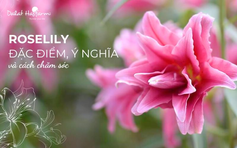Bảo quản hoa ly kép Đà Lạt tươi lâu