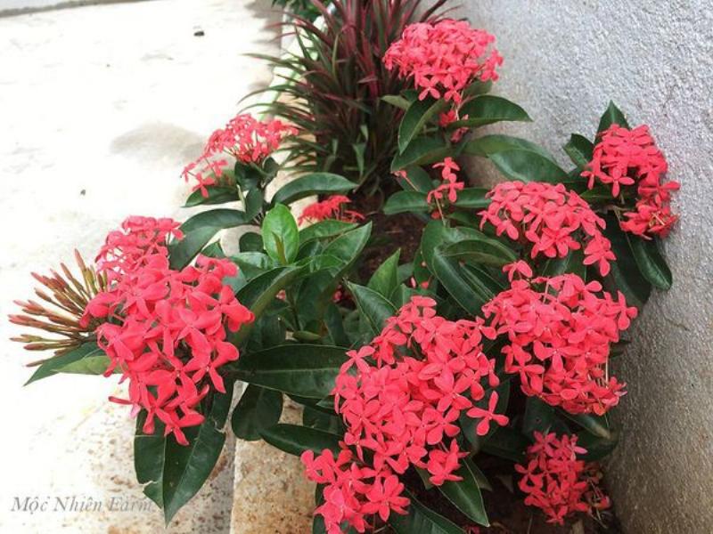 Hình ảnh một bó hoa râm bụt gồm nhiều màu sắc khác nhau, minh họa sự đa dạng và ý nghĩa hoa râm bụt theo từng màu.