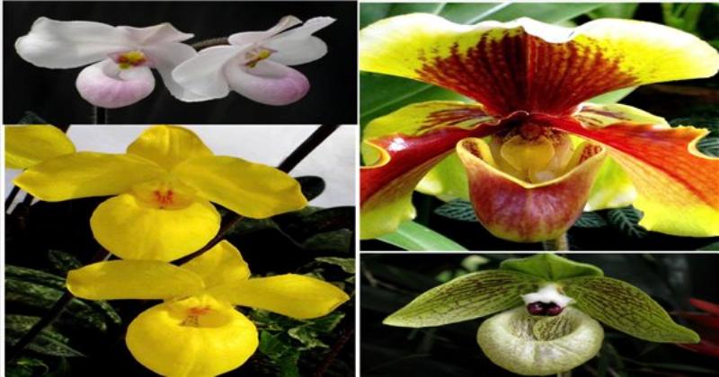 Bộ sưu tập các loại hoa hải đường đà lạt với màu sắc và hình dáng đa dạng (đỏ, hồng, trắng).