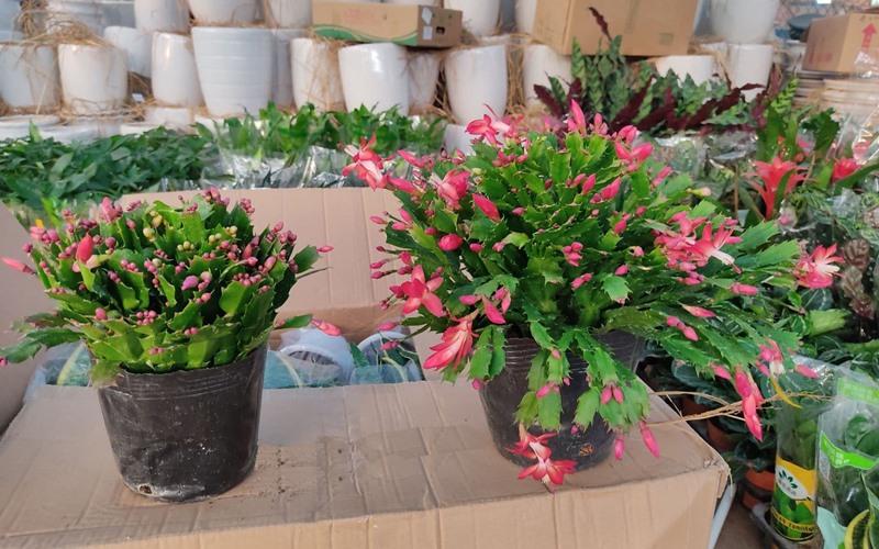 Hình ảnh một người đang bón phân cho cây tiểu quỳnh trong chậu