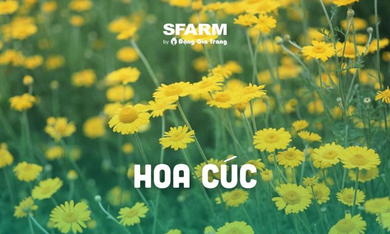 Chăm Sóc Hoa Cúc Vàng