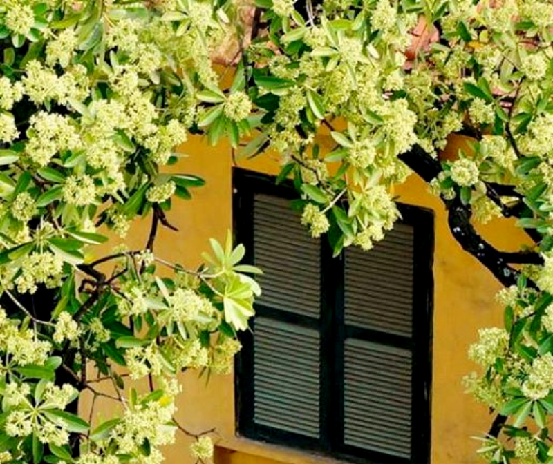 Những chùm hoa cúc nhỏ vàng li ti nở rộ, tạo thành mảng màu rực rỡ