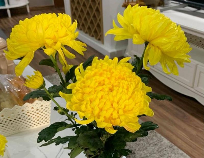 Cúc Vàng Đại Đóa Rực Rỡ
