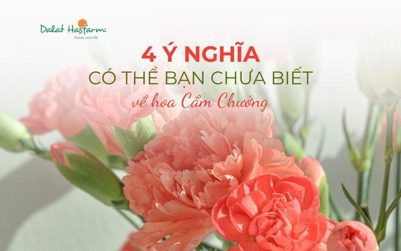 Hoa cẩm chướng và tình yêu gia đình