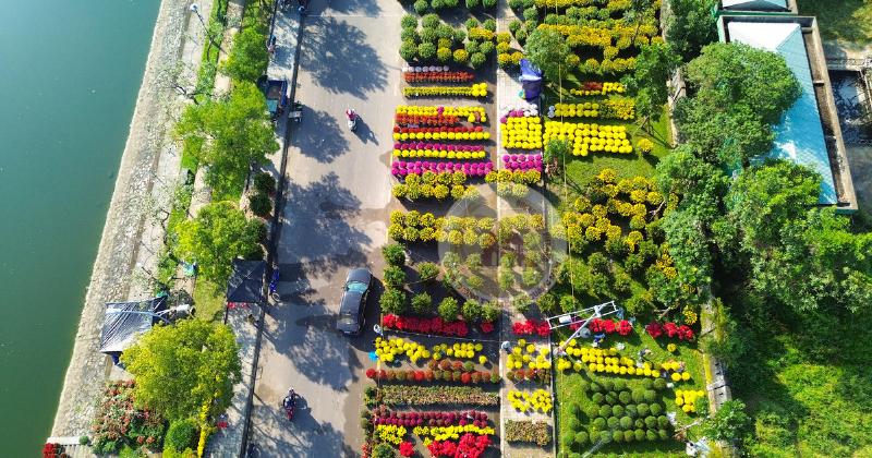 Hoa cúc vàng rực rỡ trong không khí Tết Nguyên Đán, biểu tượng cho sự thịnh vượng và may mắn