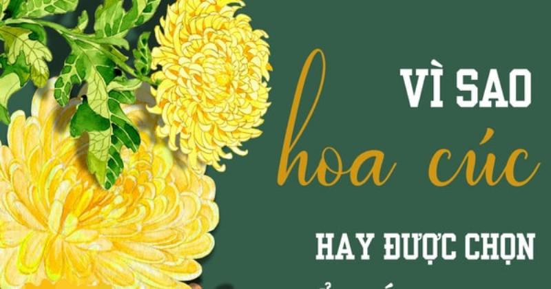 Hoa Cúc Vàng Trường Thọ May Mắn