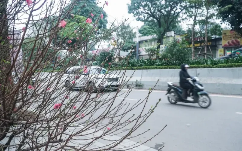 Hoa Đào Hồng Dịu Dàng Tết Nguyên Đán