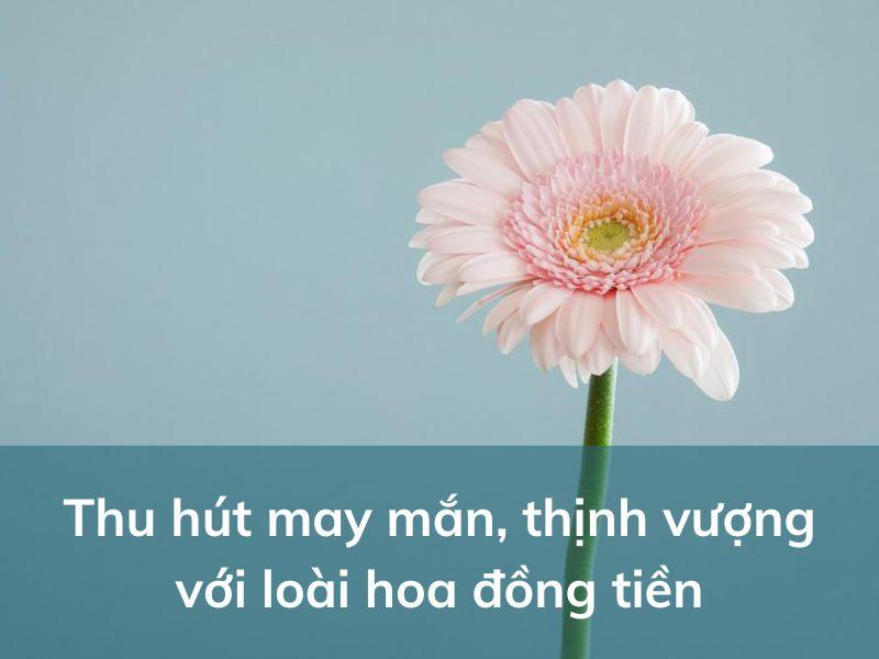 Hoa Đồng Tiền Niềm Vui May Mắn