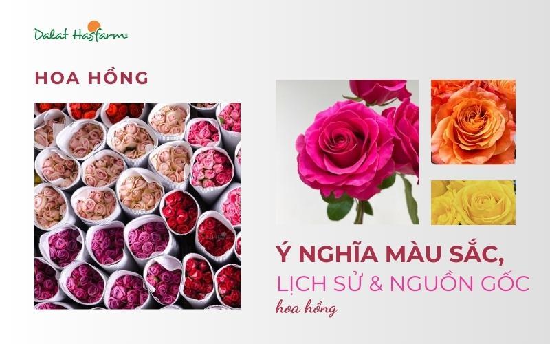 Hoa hồng cam trong tình bạn