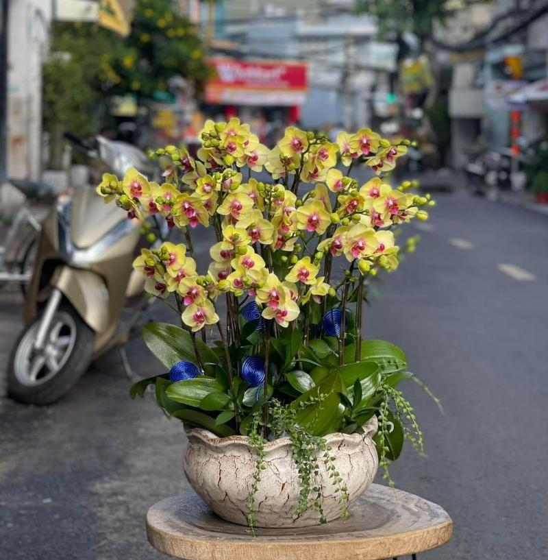 Hoa Lan Sang Trọng May Mắn
