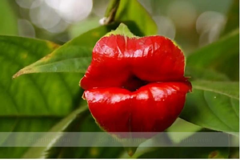 hoa-loa-ken-ma-dendrophylax-lindenii-huyen-ao