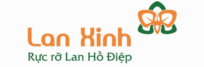 Hoa ly cam sang trọng, rực rỡ và tràn đầy năng lượng