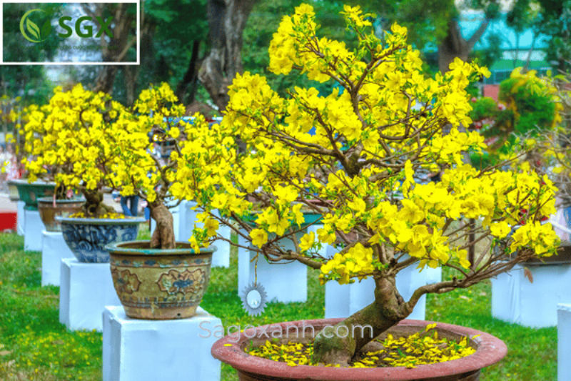 Hoa Mai Vàng Rực Rỡ Mùa Xuân