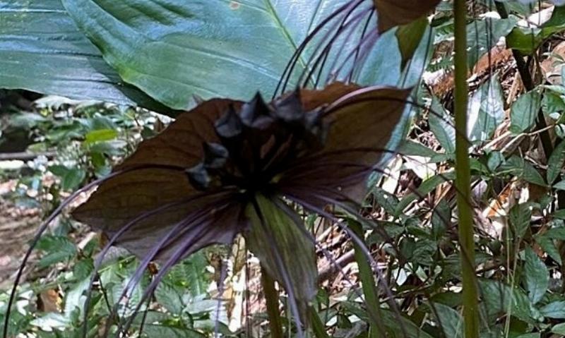 hoa-mat-ngoc-tacca-chantrieri-ma-mi