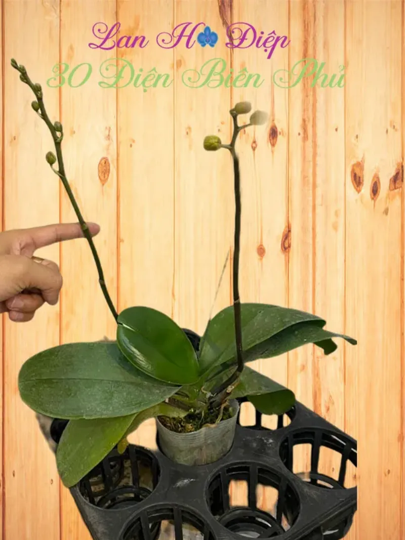 Hình ảnh cành hoa lan hồ điệp đang bắt đầu nhú nụ hoa sau khi được chăm sóc đúng cách