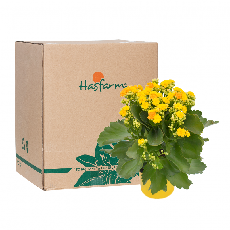 Một người đang kiểm tra một bó hoa tươi được giao đến nhà sau khi đặt hoa online Dalat Hasfarm, nụ cười hài lòng hiện rõ trên khuôn mặt, thể hiện sự tươi mới và chất lượng của hoa
