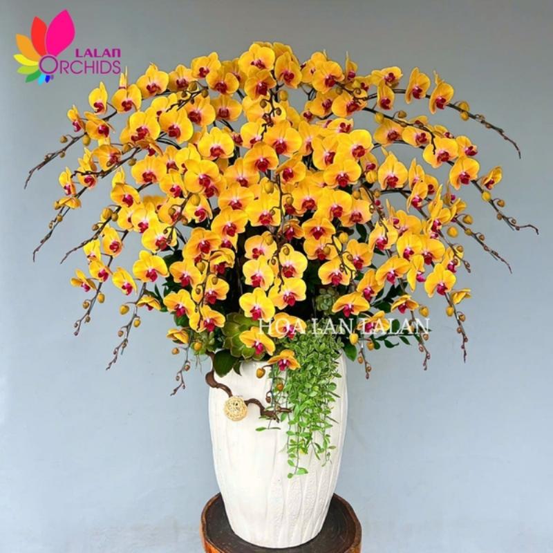 Chậu lan hồ điệp trưng bày dịp Tết Nguyên đán, tượng trưng cho sự may mắn và thịnh vượng trong phong thủy