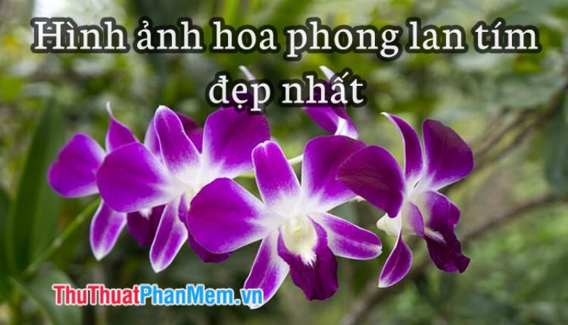 lan-ho-diep-tim-bieu-tuong-su-quyen-ru-va-bi-an