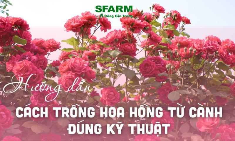 Mot tho cam hoa dang ti mi cham soc mot nhanh hoa hong trang