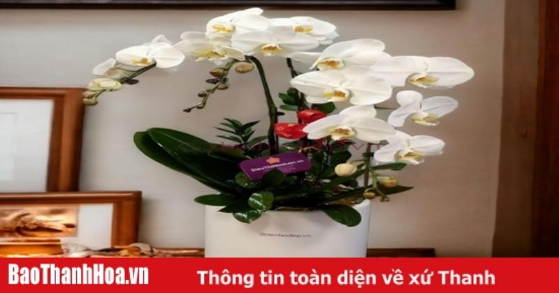 Một chậu lan hồ điệp màu tím đậm, được bó gói sang trọng như một món quà ý nghĩa