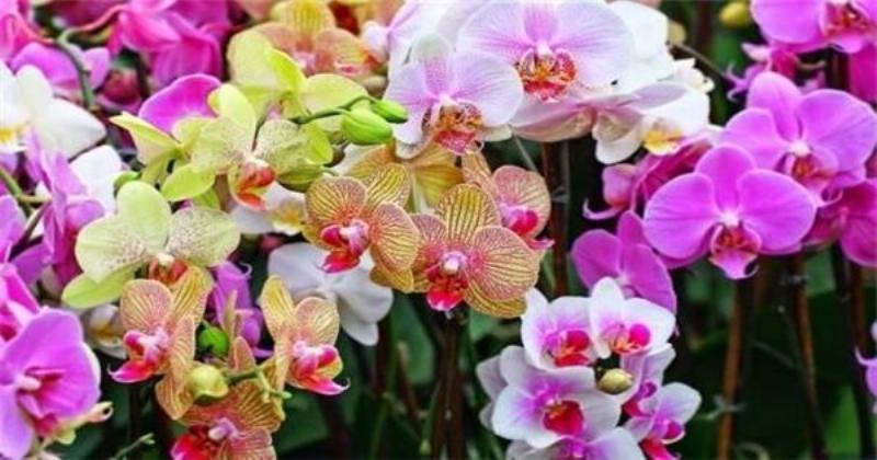 Hình ảnh minh họa các bước thay chậu cho lan hồ điệp, làm sạch rễ và đưa vào chậu mới