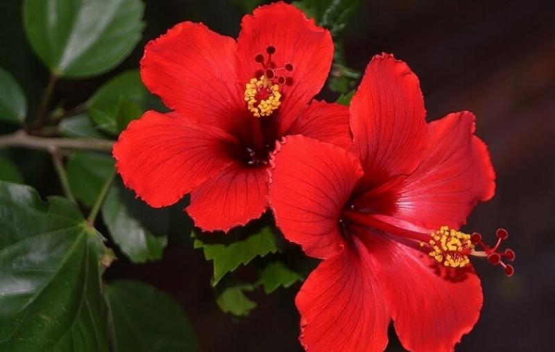 Hình ảnh nhiều bông hoa râm bụt đỏ khoe sắc, minh họa cho ý nghĩa hoa râm bụt đỏ về tình yêu nồng cháy và đam mê.