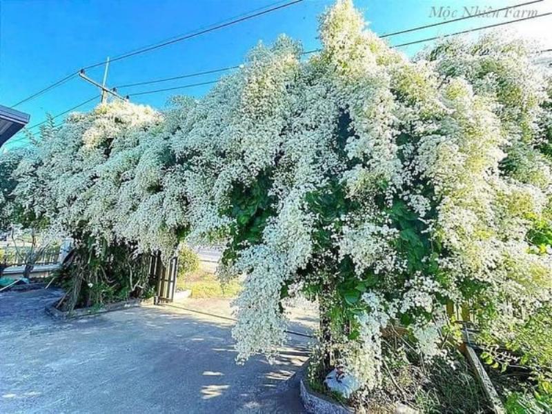 Hình ảnh một bông hoa râm bụt trắng muốt nở rộ, thể hiện ý nghĩa hoa râm bụt trắng về sự tinh khôi và vẻ đẹp thanh khiết.