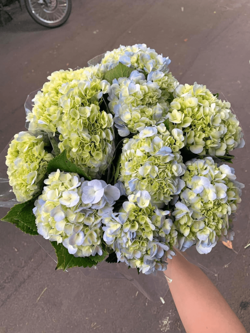 Hinh anh mot bo hoa cam tu cau dep ruc ro voi nhieu mau sac khac nhau