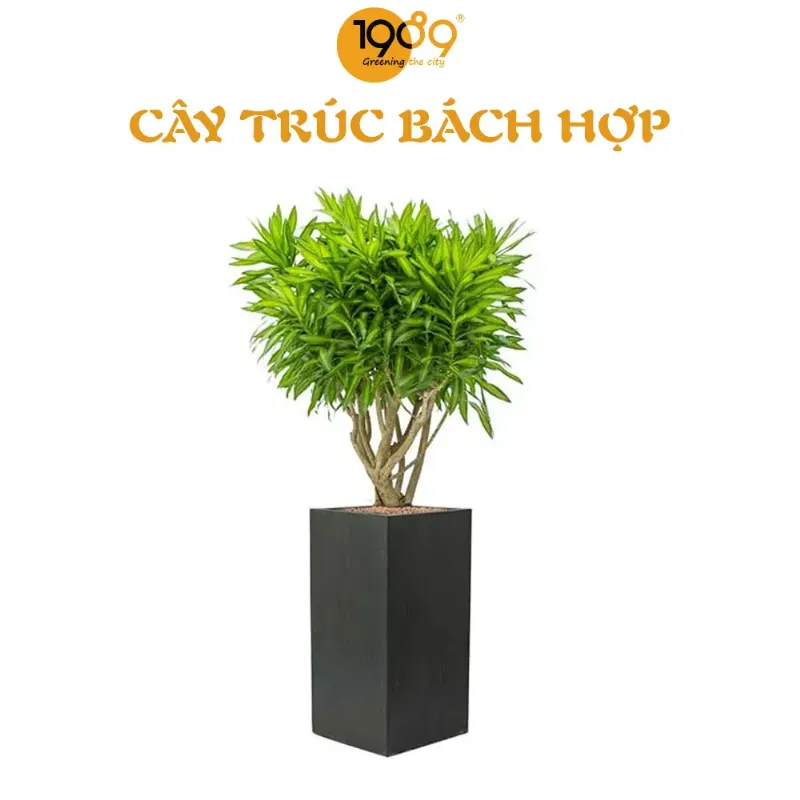 Tuyển tập các loại cây cảnh văn phòng dễ chăm sóc và có giá thành phải chăng, phù hợp với mọi không gian làm việc.