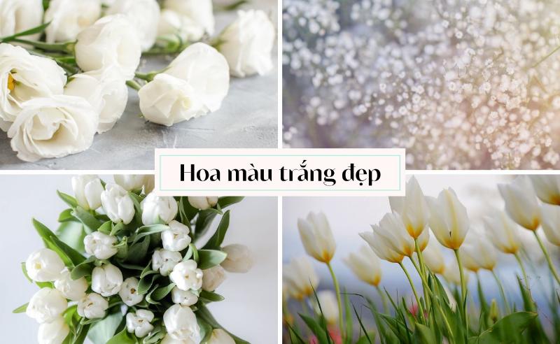 Chậu hoa ly trắng cao quý và thanh lịch, một trong những loài hoa màu trắng được ưa chuộng