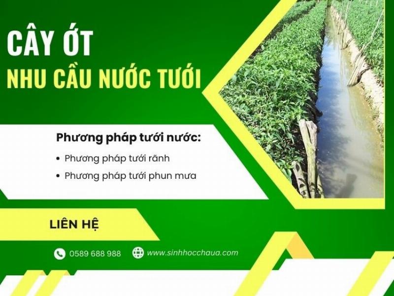 Cách tưới nước đúng kỹ thuật để phục hồi cây bị héo rũ do thiếu nước hoặc thừa nước